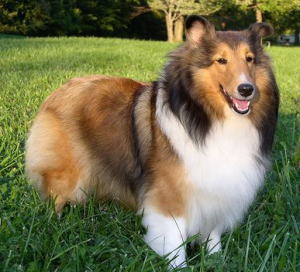 シェットランドシープドッグ Shetland Sheepdog 犬種の歴史 特徴 性格から写真 動画まで 子犬のへや