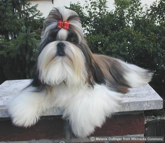 シーズー Shih Tzu 犬種の歴史 特徴 性格から写真 動画まで 子犬のへや