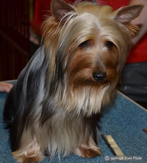 シルキーテリア Silky Terrier 犬種の歴史 特徴 性格から写真 動画まで 子犬のへや