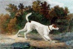 トーマス・ソーントン大佐が描いた「Pitch」の中では、現代のスムースフォックステリアに通ずると思われる犬が登場する
