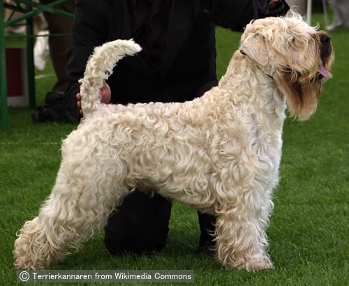 ソフトコーテッドウィートンテリア Soft Coated Wheaten Terrier 犬種の歴史 特徴 性格から写真 動画まで 子犬のへや