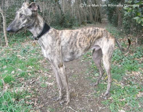 スパニッシュグレーハウンド Spanish Greyhound 犬種の歴史 特徴 性格から写真 動画まで 子犬のへや