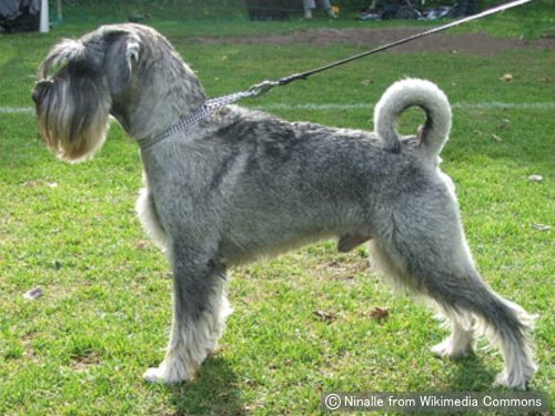 スタンダードシュナウザー Standard Schnauzer 犬種の歴史 特徴 性格から写真 動画まで 子犬のへや