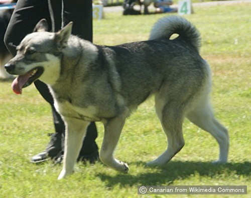スウェーディッシュエルクハウンド Swedish Elkhound 犬種の歴史 特徴 性格から写真 動画まで 子犬のへや