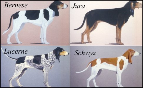 スイスハウンドの亜種一覧