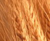 麦わら色の（wheaten）被毛