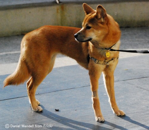 珍島犬