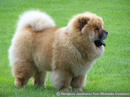 チャウチャウ Chow Chow 犬種の歴史 特徴 性格から写真 動画まで 子犬のへや