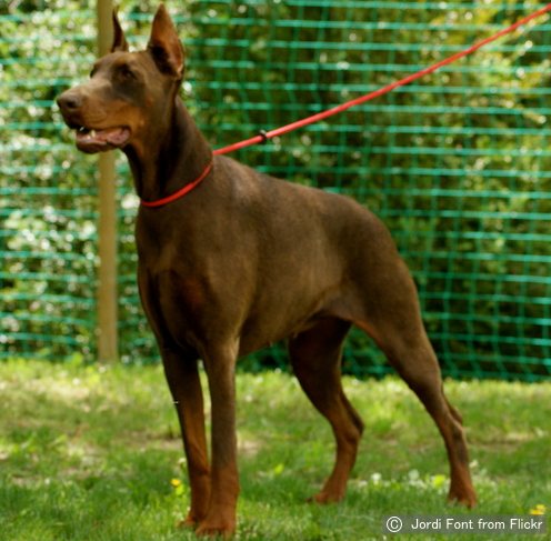 ドーベルマン Doberman 犬種の歴史 特徴 性格から写真 動画まで 子犬のへや