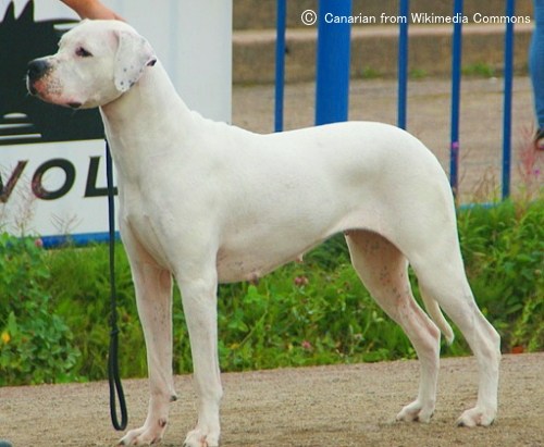 ドゴーアルヘンティーノ Dogo Argentino 犬種の歴史 特徴 性格から写真 動画まで 子犬のへや