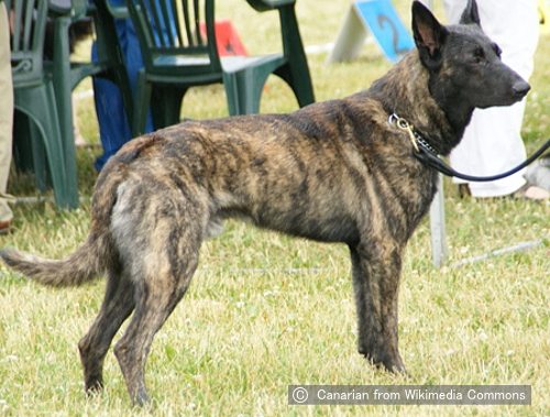 ダッチシェパード Dutch Shepherd 犬種の歴史 特徴 性格から写真 動画まで 子犬のへや