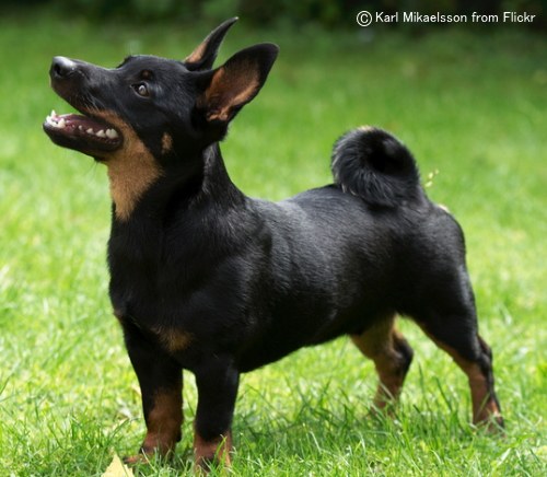 ランカシャーヒーラー Lancashire Heeler 犬種の歴史 特徴 性格から写真 動画まで 子犬のへや