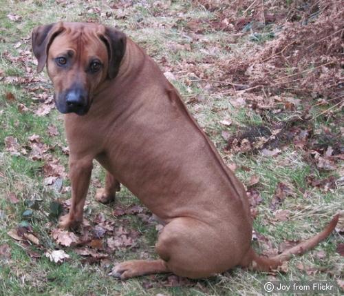 ローデシアンリッジバック Rhodesian Ridgeback 犬種の歴史 特徴 性格から写真 動画まで 子犬のへや