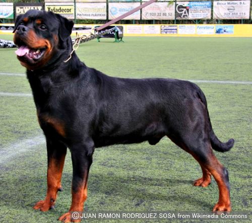 ロットワイラー Rottweiler 犬種の歴史 特徴 性格から写真 動画まで 子犬のへや