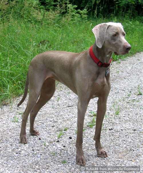 ワイマラナー（Weimaraner）～犬種の歴史・特徴・性格から写真・動画まで 子犬のへや