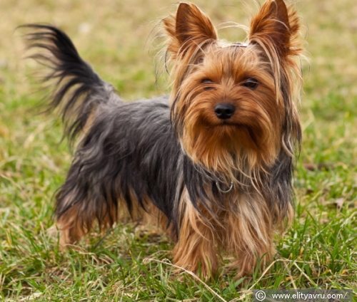 ヨークシャーテリア Yorkshire Terrier 犬種の歴史 特徴 性格から写真 動画まで 子犬のへや