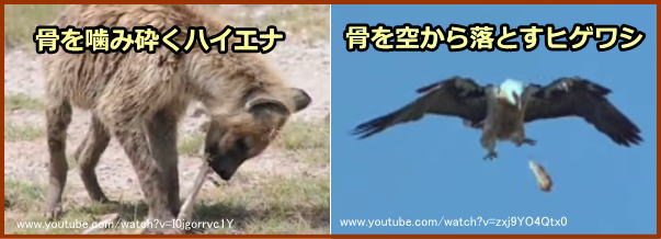 骨を噛み砕くハイエナと骨を空から落として細かく砕くヒゲワシ