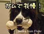 犬に骨を与えることは、健康上の理由からあまり望ましくない