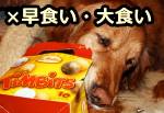 犬の早食い・大食いを面白がって放置してはいけない