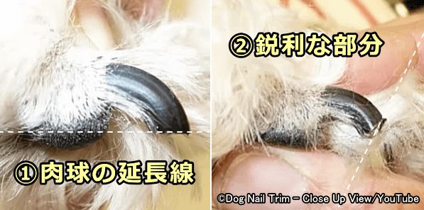 犬の爪切りのやり方 完全ガイド 頻度やコツから嫌がる犬のしつけ方まで 子犬のへや