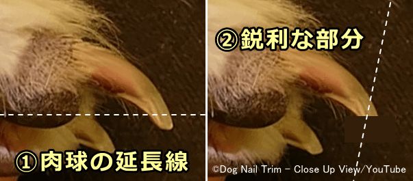 爪が白い犬の場合があり、透けて見えるクイックを傷つけないように爪をカットしていく