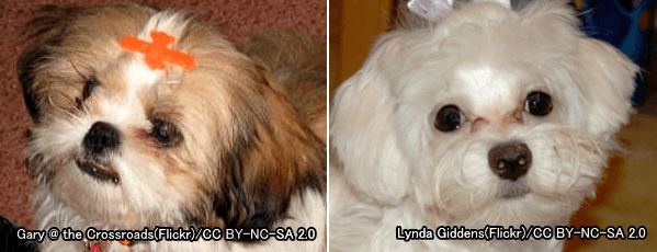 短頭と飾り毛は併せ持つ犬種では涙やけのリスクが倍増する