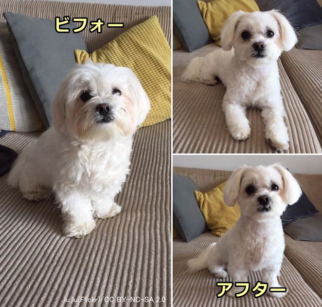 犬のトリミングの仕方 完全ガイド 被毛タイプ別に見るセルフカットの方法 子犬のへや