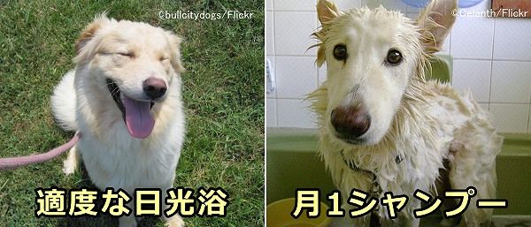 犬の体臭を予防するには適度な日光浴と月一くらいのシャンプーを