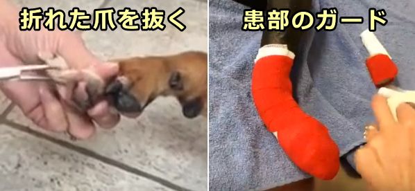 折れた犬の爪を除去し、患部を消毒して包帯を巻く