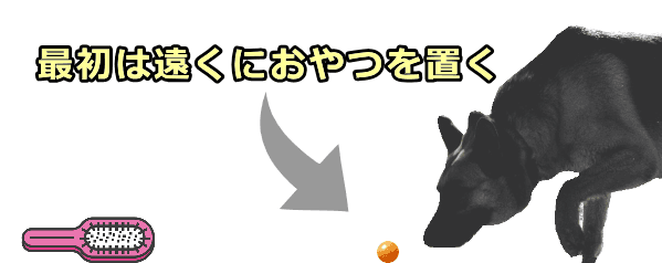 犬をブラシに慣らすため、まずブラシから遠く離れた場所におやつを置く