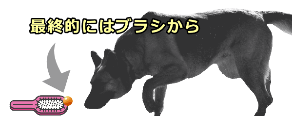 犬がブラシの見た目に慣れてきたらブラシの上におやつを置いてみる