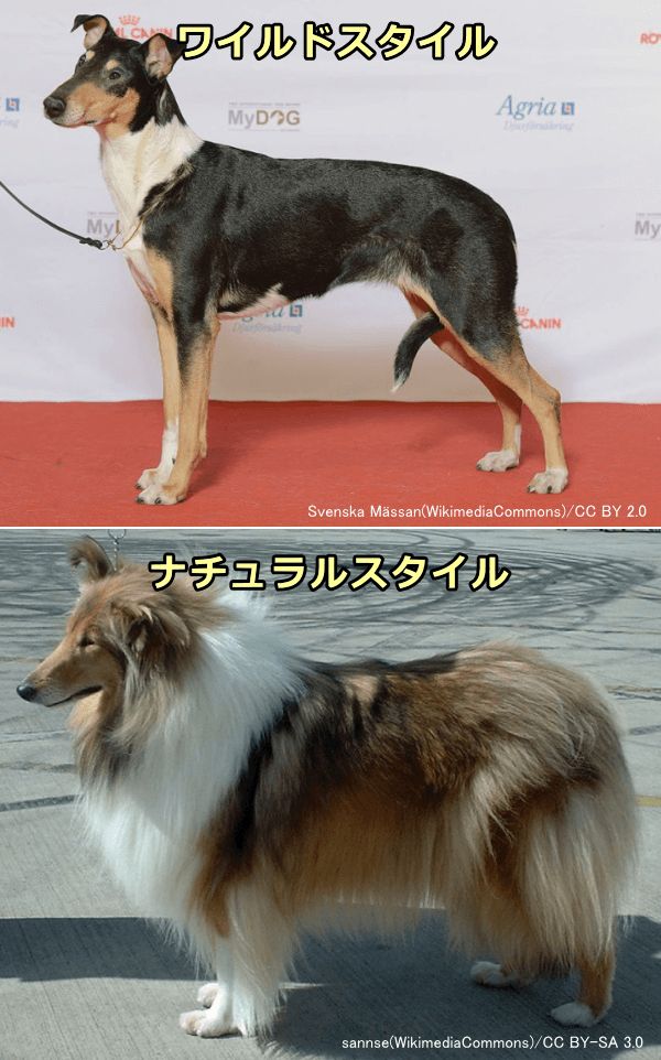 長毛犬種の被毛の長さを両極端にした比較写真
