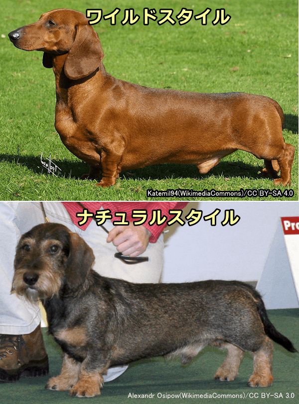 飾り毛犬種の被毛の長さを両極端にした比較写真