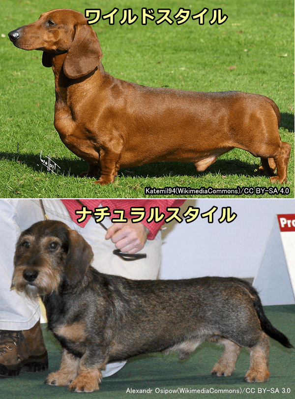 飾り毛犬種の被毛の長さを両極端にした比較写真