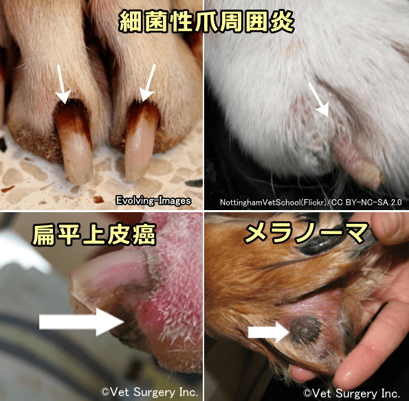 犬の爪に現れる病変~細菌性爪周囲炎・扁平上皮癌・メラノーマ・
