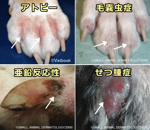 犬の爪に現れる病変.png