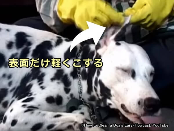 犬の耳垢取り（耳掃除）は見える範囲を軽く拭き取るだけでよい