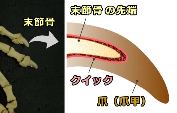 犬の爪の断面模式図