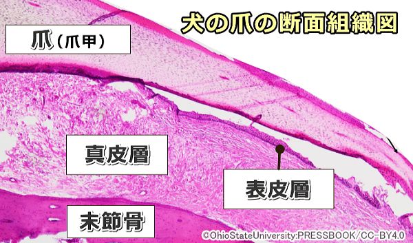 犬の爪の断面と組織学