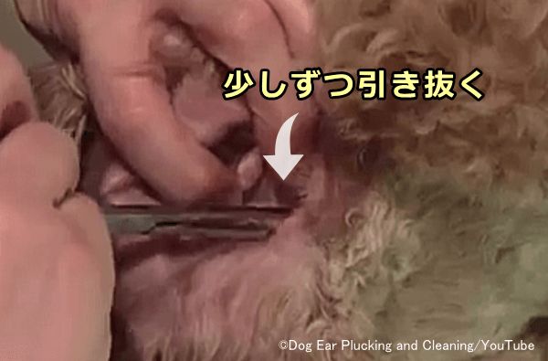 犬の耳毛を抜くときには、少しずつゆっくり引き抜くのが基本