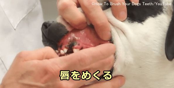 犬の歯磨きの仕方 完全ガイド 準備 コツから嫌がるときの対処法まで 子犬のへや