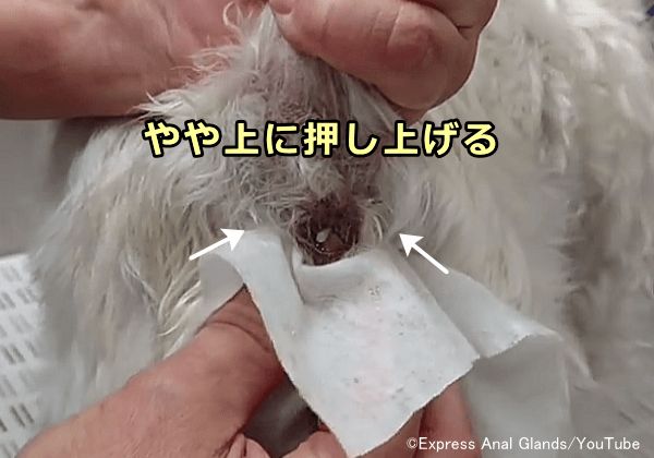 せん こう 絞り もん 【動画解説付き！】初心者でもできる！？犬の肛門腺絞り徹底解説！！｜ドッグライフサポーター@獅子パパ｜note