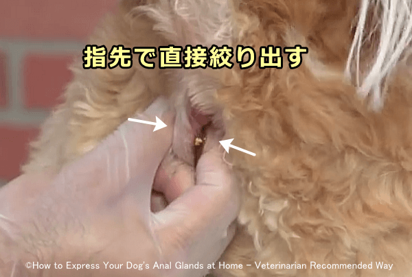 指で肛門腺を直接圧迫することにより、より確実に空っぽにできる
