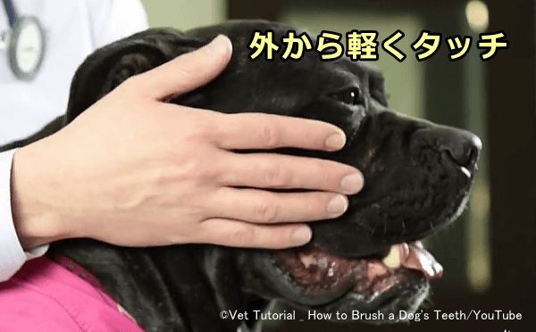 犬を歯磨きに慣らせる第一歩は口元へのタッチから