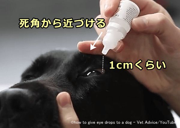 犬に目薬をさすときは失敗しないように1cmくらい上から垂らす