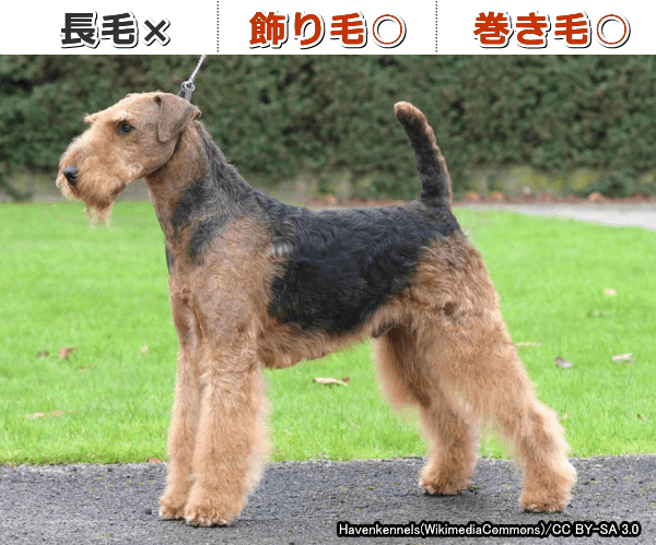「RSPO2」と「KRT71」に変異を持った犬ではファーニシングがカールしながら伸びる