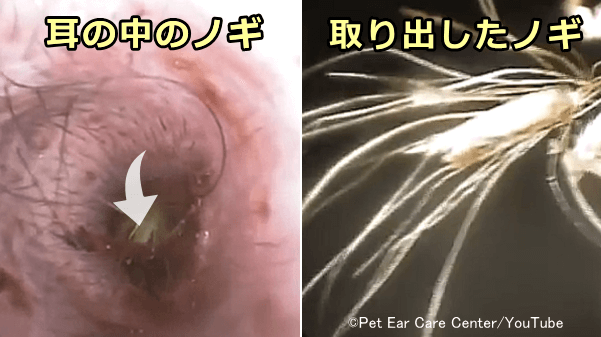 イネ科植物のノギ(芒, awn)は犬の耳異物混入症例の大部分を占める