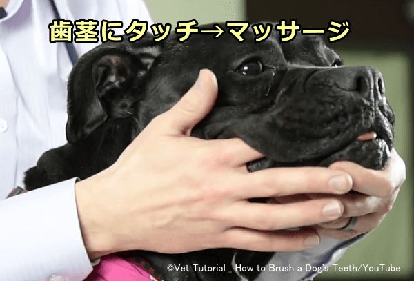 歯茎へのタッチにならせておかないと犬が指を噛んでしまうことも