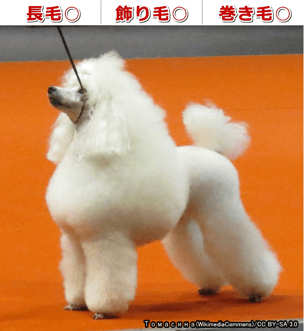 「FGF5」と「KRT71」と「RSPO2」に変異を持った犬では全身の被毛とファーニシングがカールしながら長く伸びていく