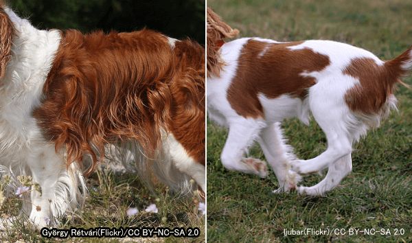 長毛犬種の体幹部から垂れ下がる被毛はスカートと呼ばれる